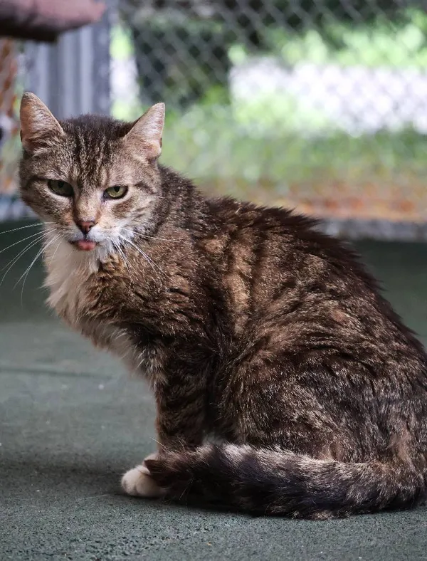 Znaleziono kota, Łódź, 11 maja 2025 (4/5)
