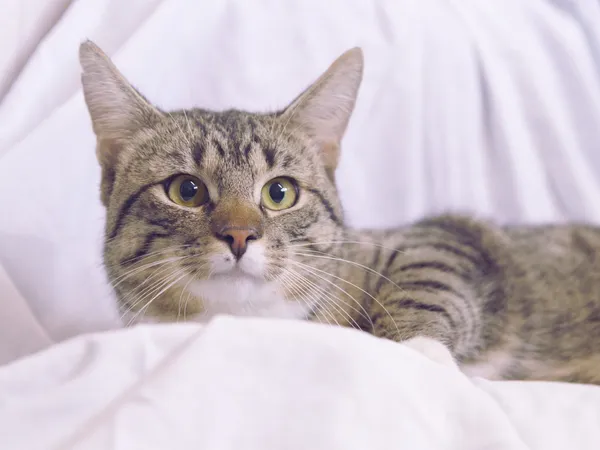 Znaleziono kota, Sosnowiec, 6 maja 2025 (2/2)