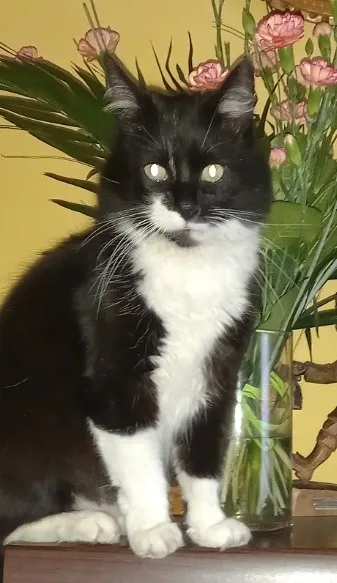 Zaginął kot, Łódź, 11 maja 2025