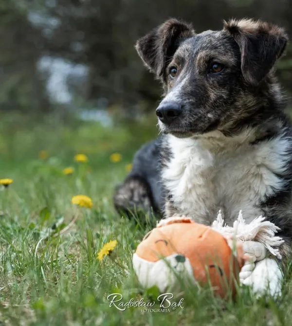 Pies do adopcji, Konin, 14 marca 2025 (2/3)