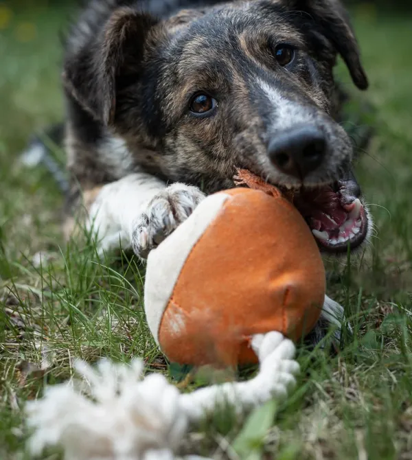 Pies do adopcji, Konin, 14 marca 2025 (3/3)