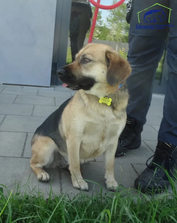 Pies do adopcji, Szczecin, 6 maja 2025 (1/2)