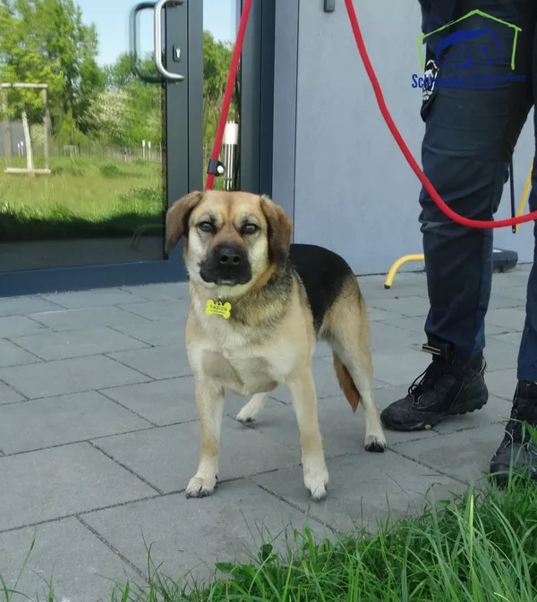 Pies do adopcji, Szczecin, 6 maja 2025 (2/2)