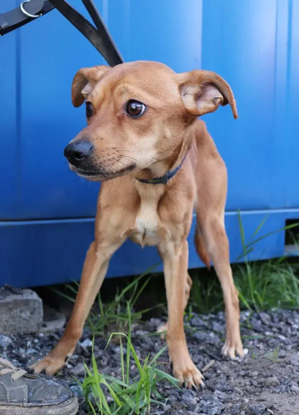 Znaleziono psa, Łódź, 12 maja 2025 (1/5)