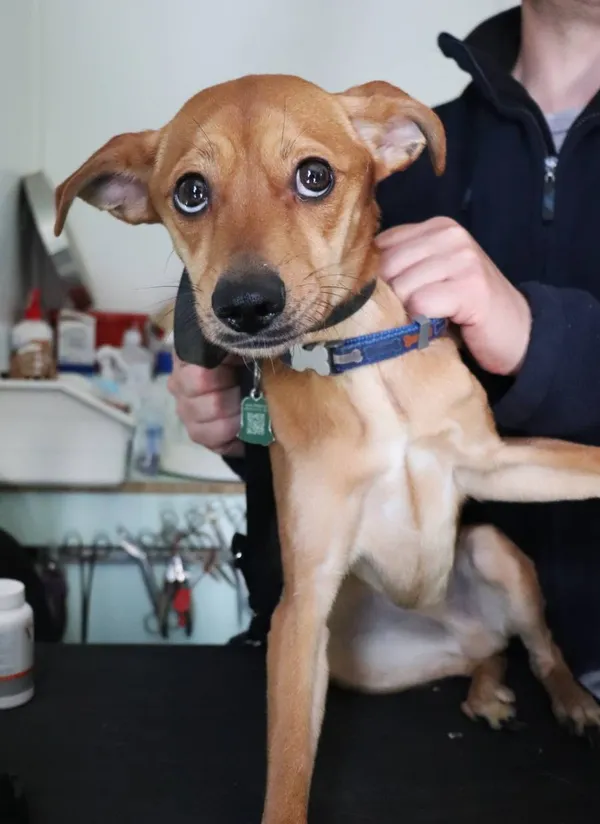 Znaleziono psa, Łódź, 12 maja 2025 (2/5)