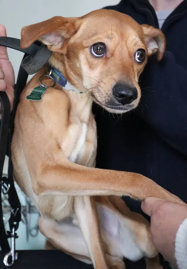 Znaleziono psa, Łódź, 12 maja 2025 (3/5)