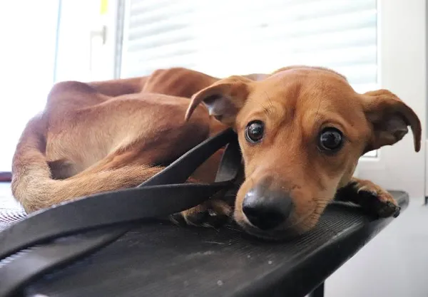 Znaleziono psa, Łódź, 12 maja 2025 (5/5)