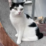 Kot do adopcji