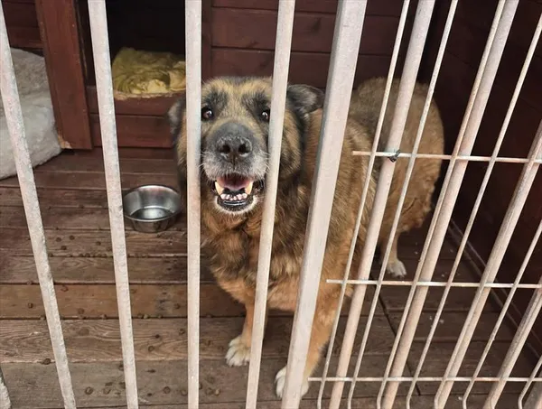 Pies do adopcji, Gorzów Wielkopolski, 30 kwietnia 2025