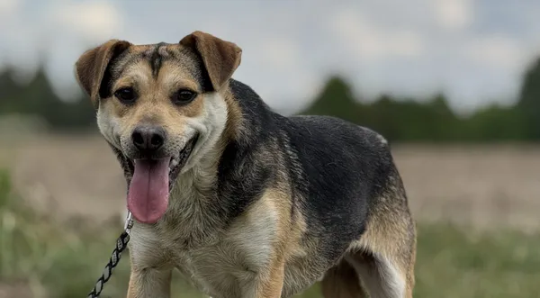 Pies do adopcji, Pieczyska, 12 maja 2025 (1/4)