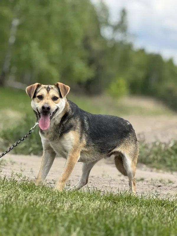 Pies do adopcji, Pieczyska, 12 maja 2025 (2/4)