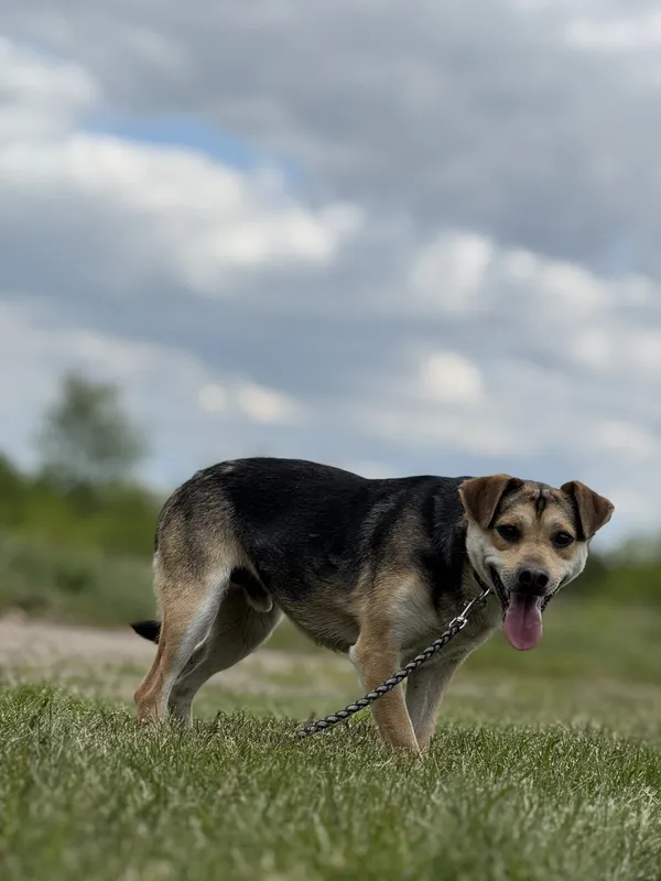 Pies do adopcji, Pieczyska, 12 maja 2025 (3/4)