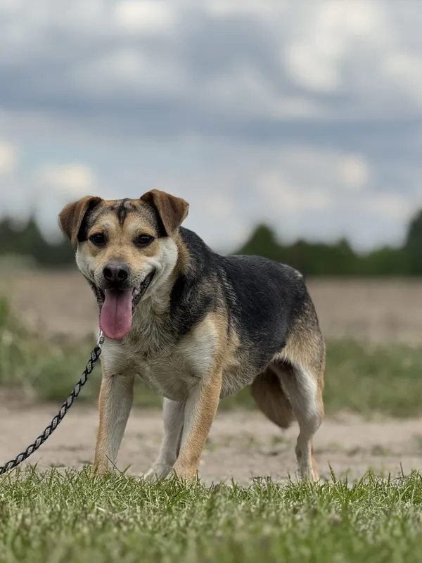 Pies do adopcji, Pieczyska, 12 maja 2025 (4/4)