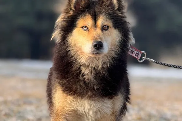 Pies do adopcji, Pieczyska, 12 maja 2025 (1/5)