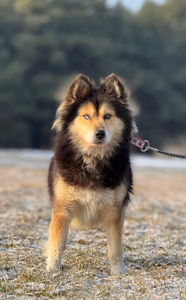 Pies do adopcji, Pieczyska, 12 maja 2025 (4/5)