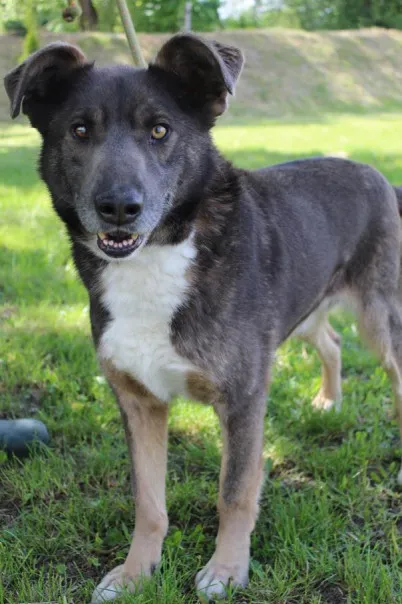 Pies do adopcji, Bełchatów, 3 czerwca 2022 (3/5)