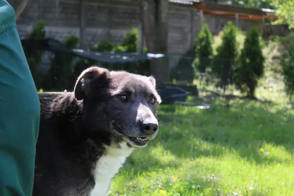 Pies do adopcji, Bełchatów, 3 czerwca 2022 (5/5)