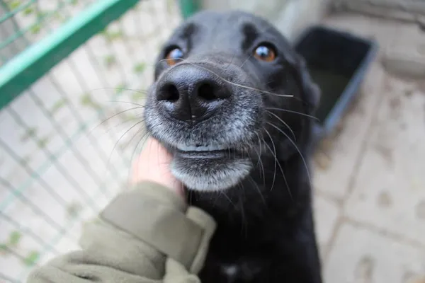 Pies do adopcji, Bełchatów, 6 czerwca 2023 (2/5)