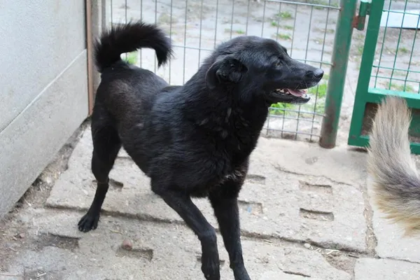 Pies do adopcji, Bełchatów, 6 czerwca 2023 (3/5)