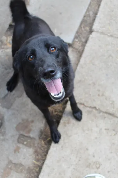 Pies do adopcji, Bełchatów, 6 czerwca 2023 (4/5)