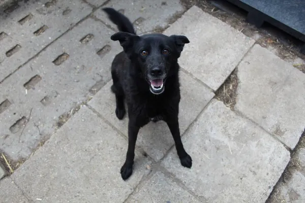 Pies do adopcji, Bełchatów, 6 czerwca 2023 (5/5)