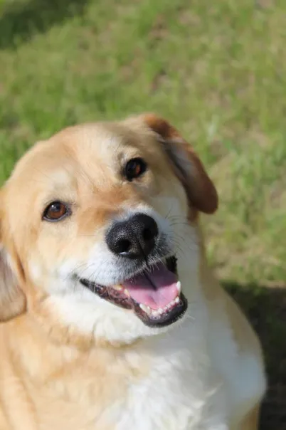 Pies do adopcji, Bełchatów, 26 lipca 2024 (1/5)