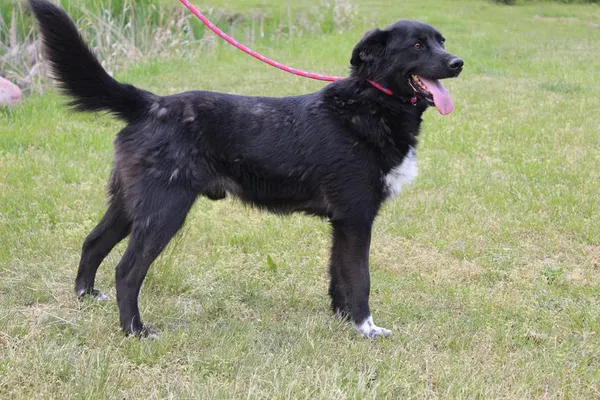 Pies do adopcji, Bełchatów, 3 lipca 2024 (2/5)