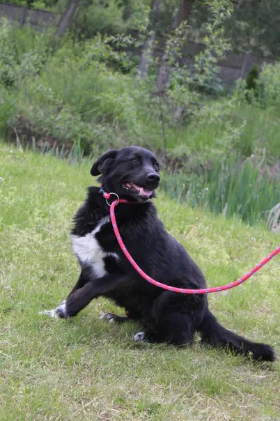 Pies do adopcji, Bełchatów, 3 lipca 2024 (3/5)