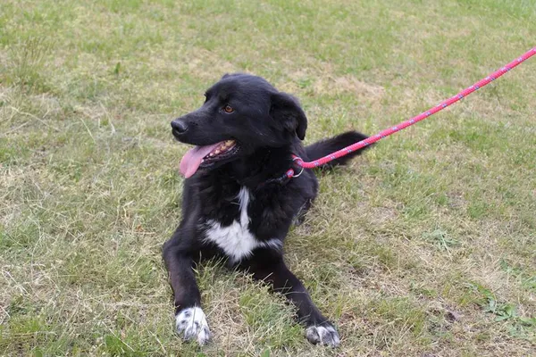 Pies do adopcji, Bełchatów, 3 lipca 2024 (4/5)