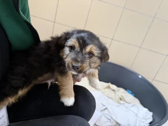 Pies do adopcji, Kraków, 30 kwietnia 2025