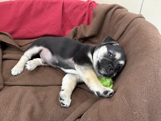 Pies do adopcji, Kraków, 1 maja 2025