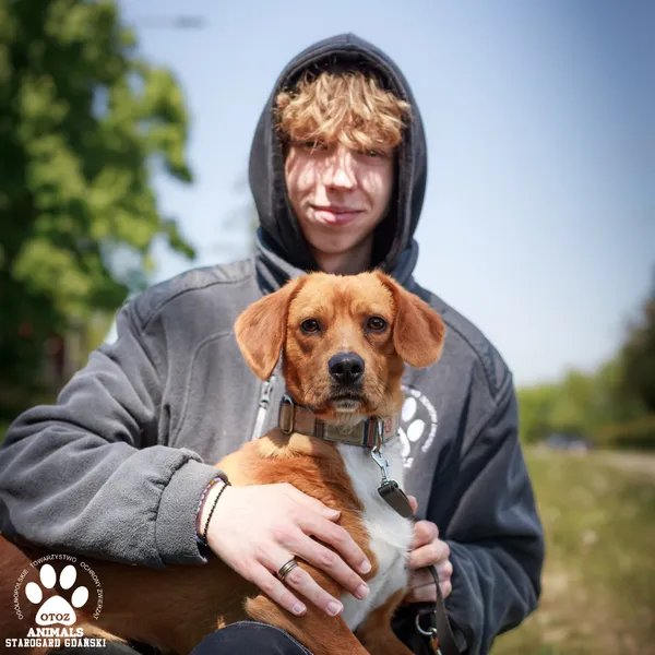 Pies do adopcji, Starogard Gdański, 12 maja 2025 (4/4)