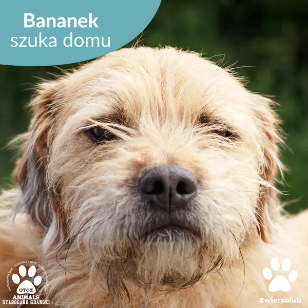 Pies do adopcji, Starogard Gdański, 12 maja 2025 (1/4)