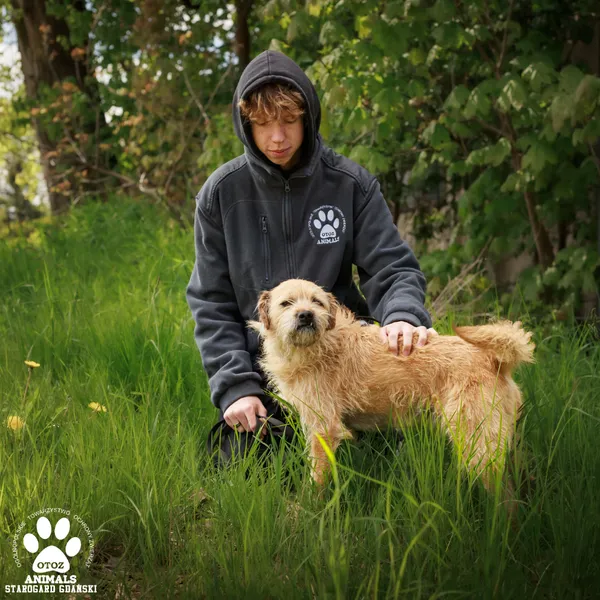 Pies do adopcji, Starogard Gdański, 12 maja 2025 (4/4)