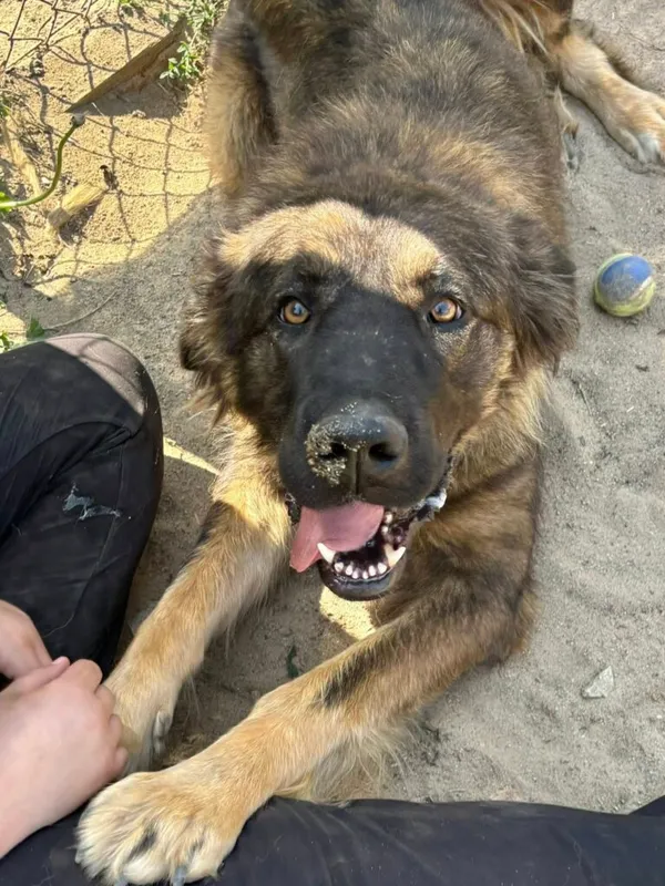 Pies do adopcji, Przyborówko, 28 grudnia 2025 (1/3)