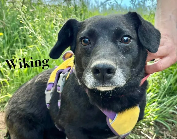 Pies do adopcji, Przyborówko, 12 maja 2025 (1/3)