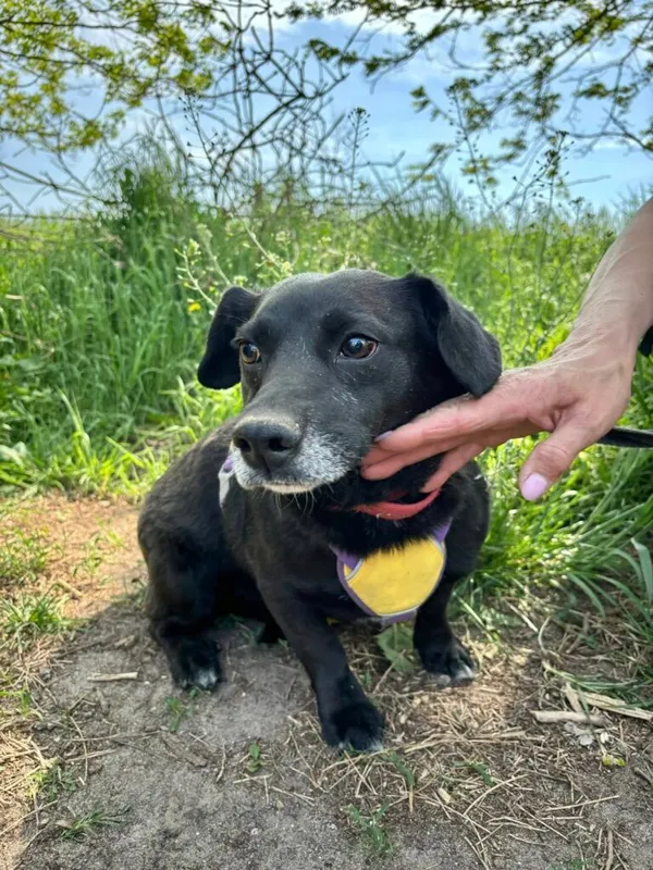 Pies do adopcji, Przyborówko, 12 maja 2025 (3/3)