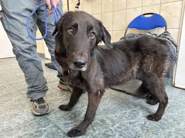 Znaleziono psa, Toruń, 9 maja 2025