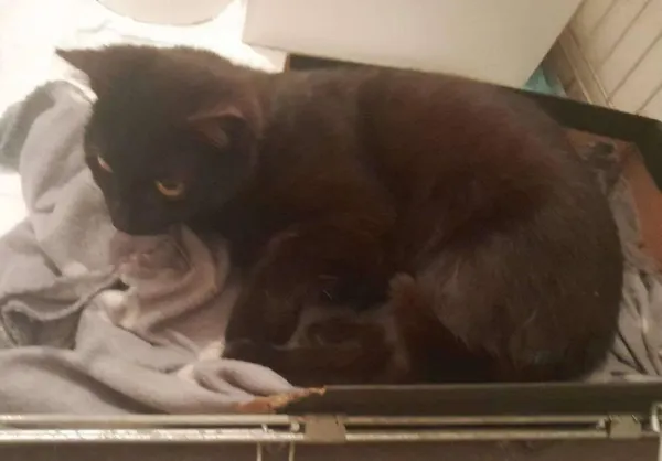 Znaleziono kota, Toruń, 8 maja 2025