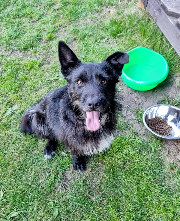 Znaleziono psa, Kaszewiec, 12 maja 2025 (2/2)