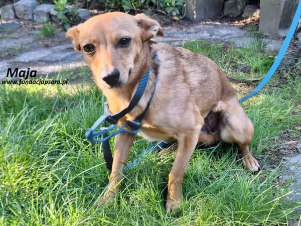 Pies do adopcji, Nowy Dwór Mazowiecki, 12 maja 2025 (2/4)