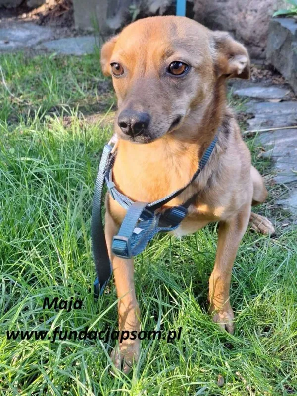 Pies do adopcji, Nowy Dwór Mazowiecki, 12 maja 2025 (3/4)
