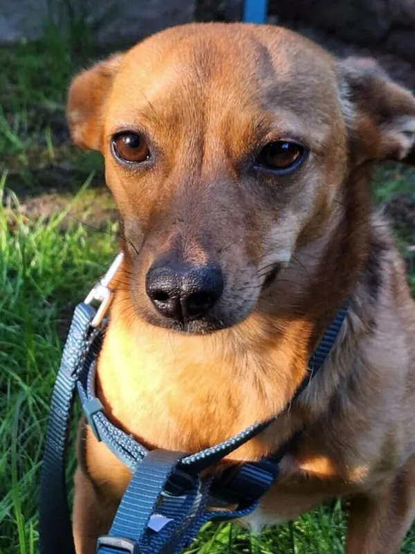 Pies do adopcji, Nowy Dwór Mazowiecki, 12 maja 2025 (4/4)