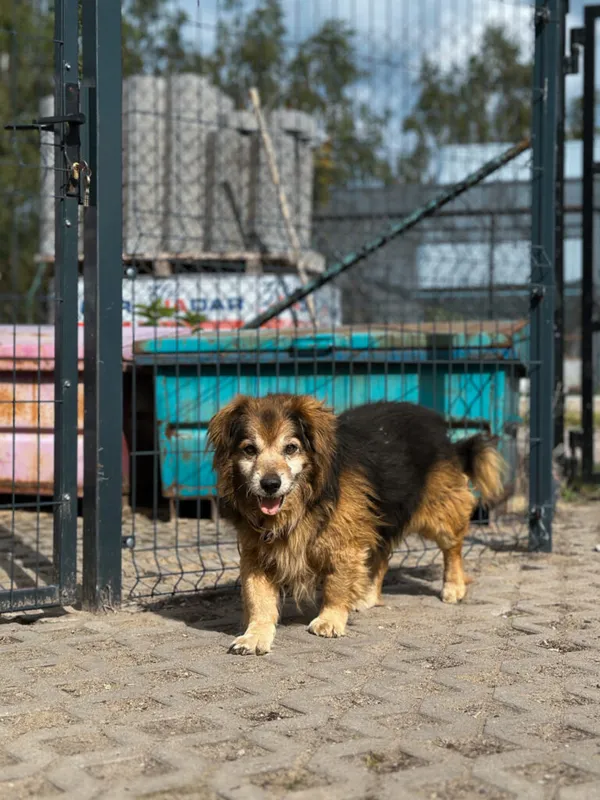 Pies do adopcji, Korabiewice, 12 maja 2025 (1/5)