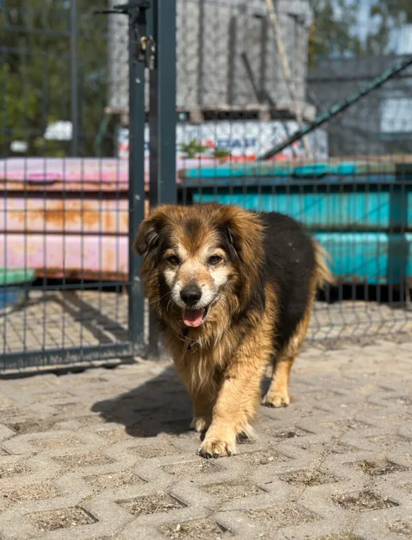 Pies do adopcji, Korabiewice, 12 maja 2025 (2/5)