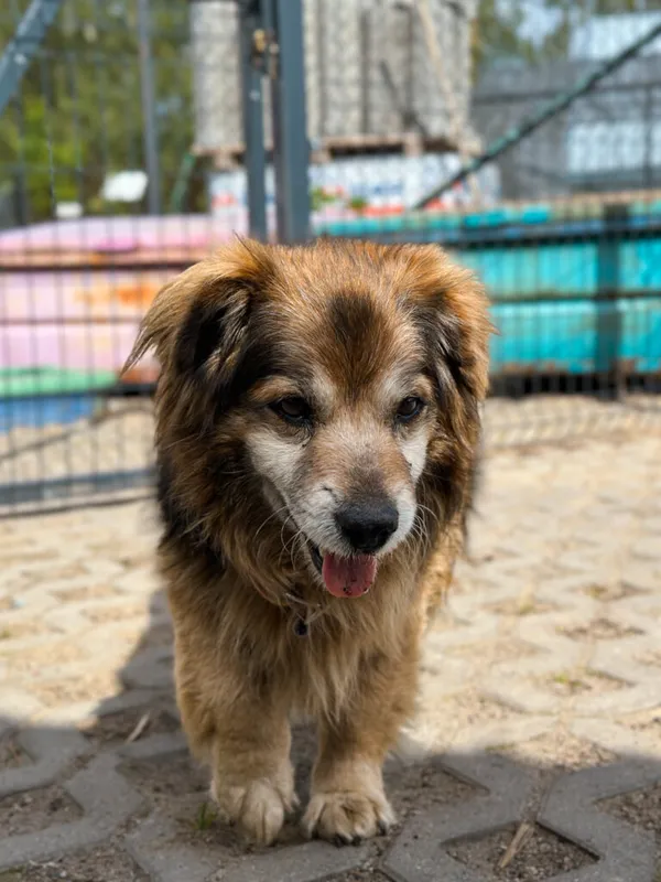 Pies do adopcji, Korabiewice, 12 maja 2025 (3/5)