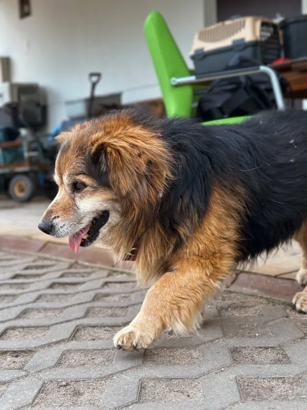 Pies do adopcji, Korabiewice, 12 maja 2025 (4/5)