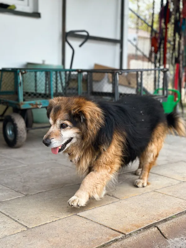 Pies do adopcji, Korabiewice, 12 maja 2025 (5/5)