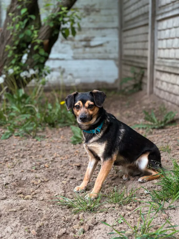 Pies do adopcji, Korabiewice, 12 maja 2025 (1/5)