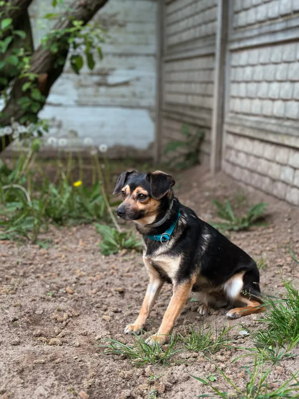 Pies do adopcji, Korabiewice, 12 maja 2025 (5/5)